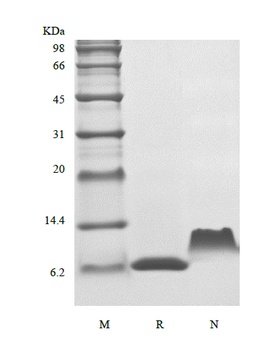 Recombinant Human Thymus and Activation Regulated Chemokine/CCL17