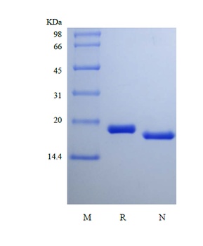 Recombinant Rat Cerebral Dopamine Neurotrophic Factor