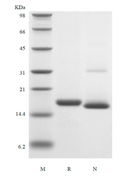 Recombinant Murine Interleukin-19