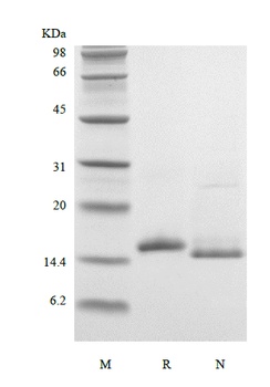 Recombinant Murine Interleukin-16