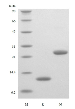 Recombinant Murine Interleukin-5