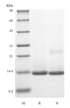 Recombinant Human Activation-induced TNFR member Ligand/TNFSF18