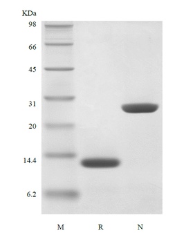 Recombinant Human Interleukin-5