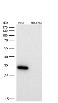 Caspase 3 Rabbit mAb [KD Validated] Antibody