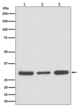 Caspase 3 Rabbit mAb [KD Validated] Antibody