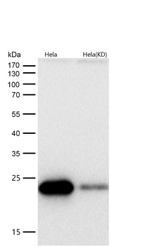 Mras Rabbit mAb [KD Validated] Antibody