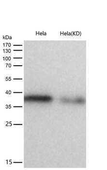 C3orf38 Rabbit mAb [KD Validated] Antibody