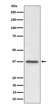 C3orf38 Rabbit mAb [KD Validated] Antibody
