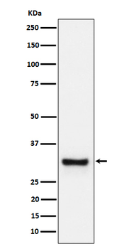 Adiponectin Rabbit mAb Antibody