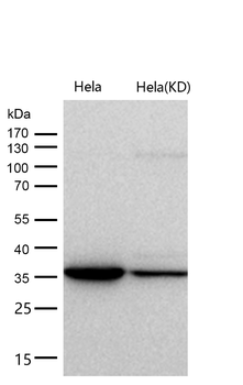 Arp2 Rabbit mAb [KD Validated] Antibody