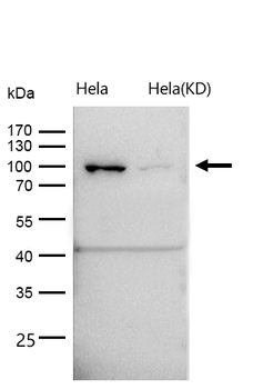 TRAF6BP Rabbit mAb [KD Validated] Antibody