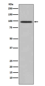 TRAF6BP Rabbit mAb [KD Validated] Antibody