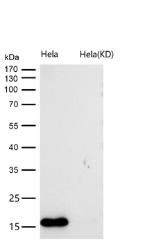 MTH1 Rabbit mAb [KD Validated] Antibody
