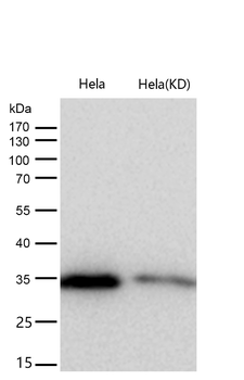 GNB2 Rabbit mAb [KD Validated] Antibody