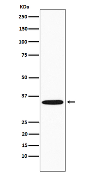 GNB2 Rabbit mAb [KD Validated] Antibody