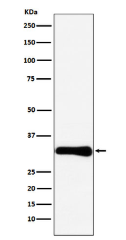 Bcl10 Rabbit mAb [KD Validated] Antibody