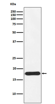 Ndufs4 Rabbit Monoclonal Antibody
