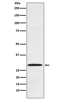 Cdx1 Rabbit Monoclonal Antibody