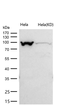 Exportin2 Rabbit mAb [KD Validated] Antibody