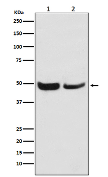 SKP2 Rabbit Monoclonal Antibody