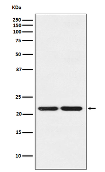 HP1 gamma Rabbit Monoclonal Antibody