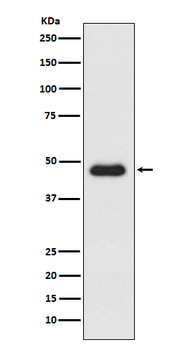 CXCR3 Rabbit mAb Antibody