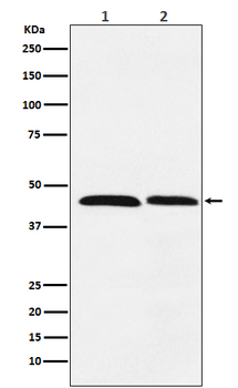 FEN1 Rabbit Monoclonal Antibody