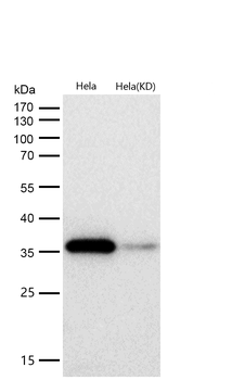 APE1 Rabbit mAb [KD Validated] Antibody