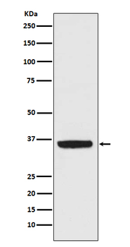 APE1 Rabbit mAb [KD Validated] Antibody