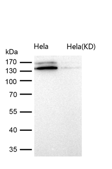 CTCF Rabbit mAb [KD Validated] Antibody