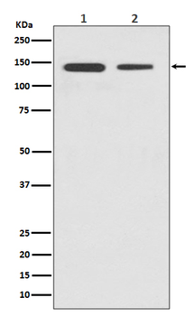 CTCF Rabbit mAb [KD Validated] Antibody
