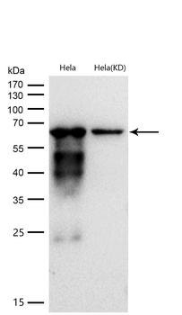 CD147 Rabbit mAb [KD Validated] Antibody