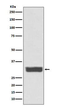 Galectin 3 Rabbit mAb [KD Validated] Antibody