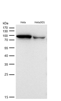Argonaute 2 Rabbit mAb [KD Validated] Antibody