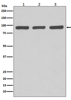 Argonaute 2 Rabbit mAb [KD Validated] Antibody