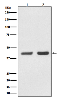Bmi1 Rabbit mAb [KD Validated] Antibody