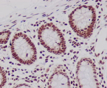 Histone H3 Rabbit mAb Antibody