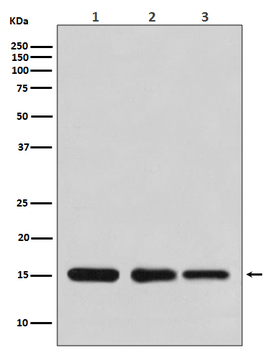 Histone H3 Rabbit mAb Antibody