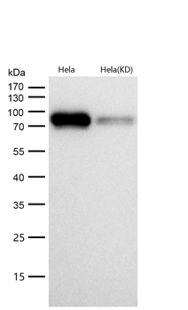 Raf1 Rabbit mAb [KD Validated] Antibody
