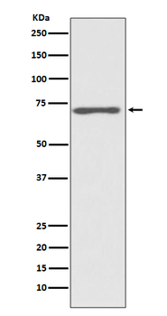 Raf1 Rabbit mAb [KD Validated] Antibody