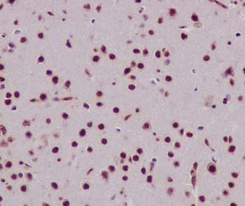 Histone H3 Rabbit mAb Antibody