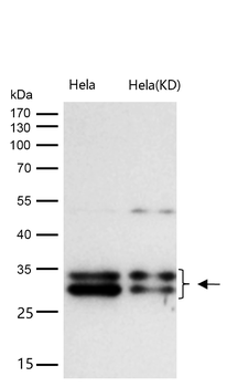 Caspase-3 p12 Rabbit mAb [KD Validated] Antibody