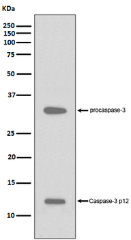 Caspase-3 p12 Rabbit mAb [KD Validated] Antibody
