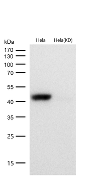 Caspase-9 Rabbit mAb [KD Validated] Antibody