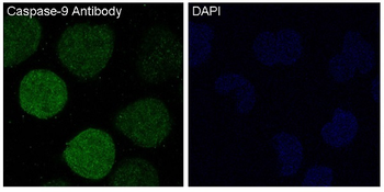 Caspase-9 Rabbit mAb [KD Validated] Antibody