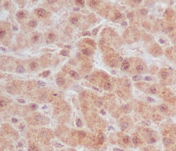 Caspase-9 Rabbit mAb [KD Validated] Antibody