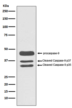 Caspase-9 Rabbit mAb [KD Validated] Antibody