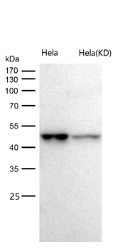 Caspase-2 Rabbit mAb [KD Validated] Antibody