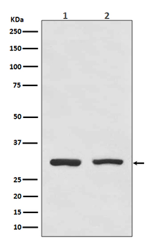 Bcl10 Rabbit mAb [KD Validated] Antibody