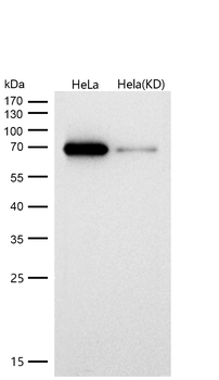 SHP2 Rabbit mAb [KD Validated] Antibody
